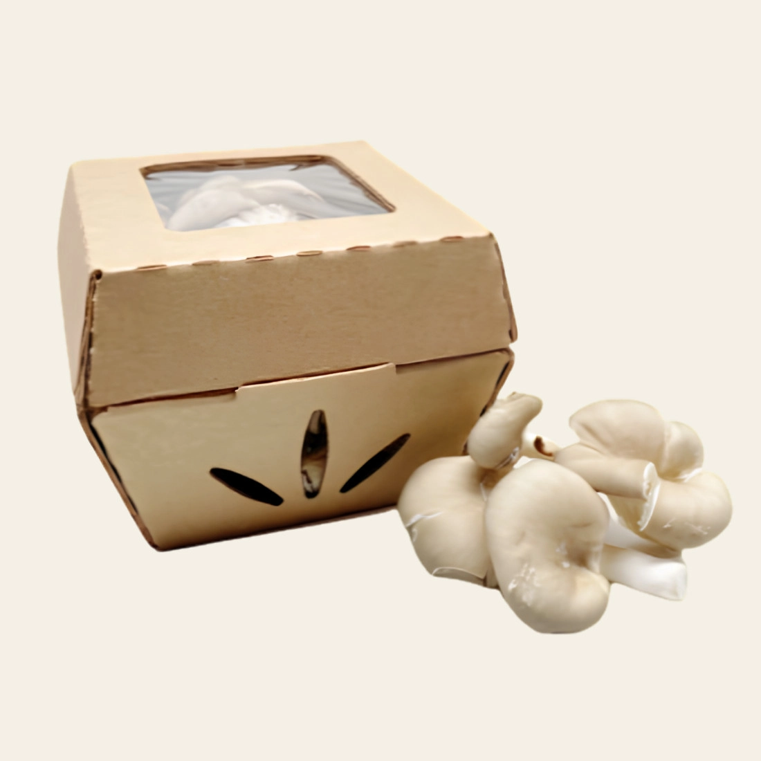Mushroom Packaging
